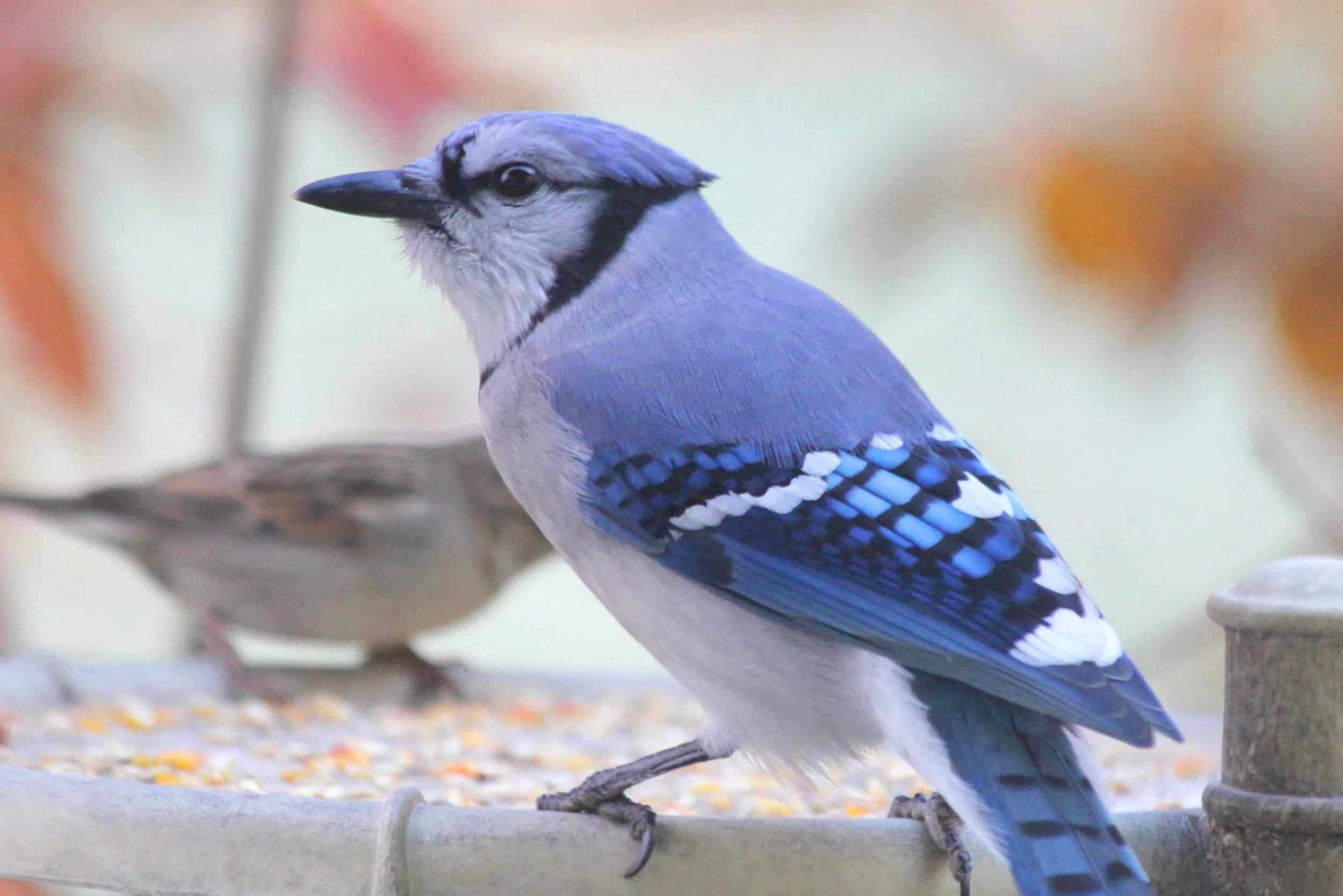 Blue Jay Bird